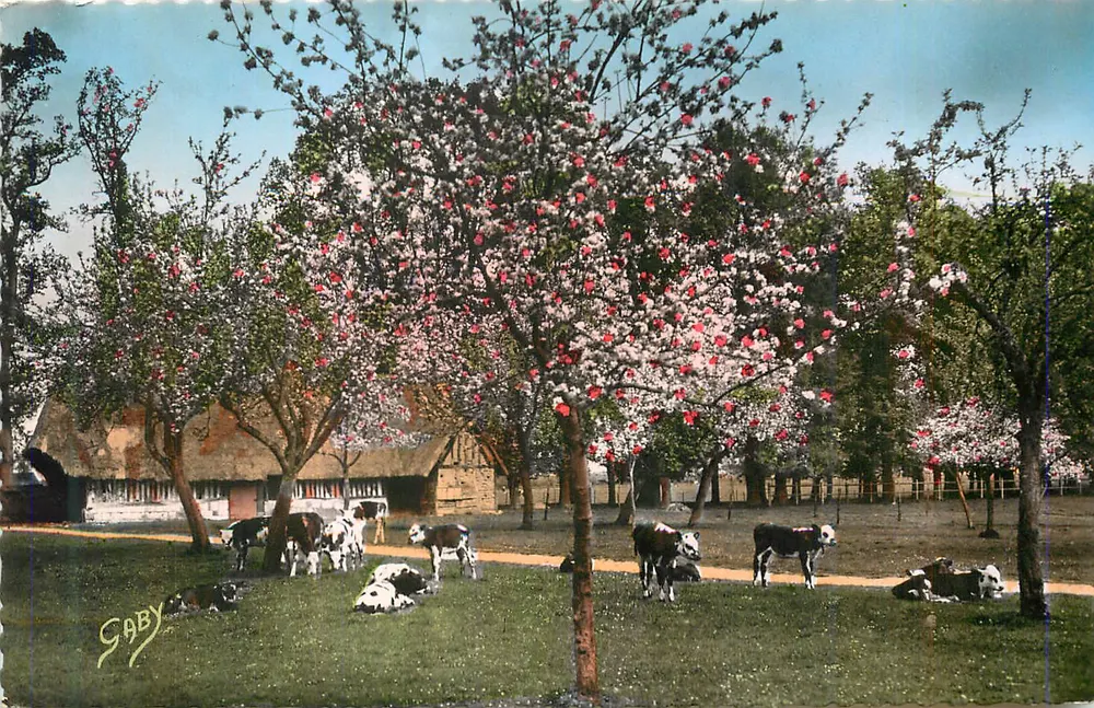 Vacas sob árvores em flor — Saby - Frente