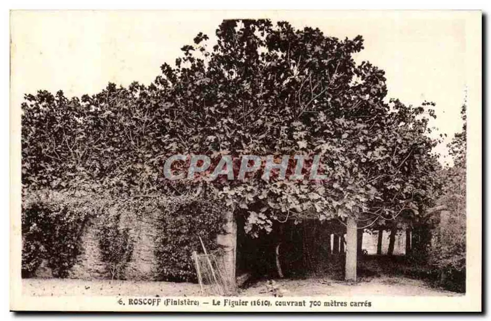 Roscoff (Finistère) — Der Feigenbaum (1610), bedeckt 700 Quadratmeter - Vorderseite