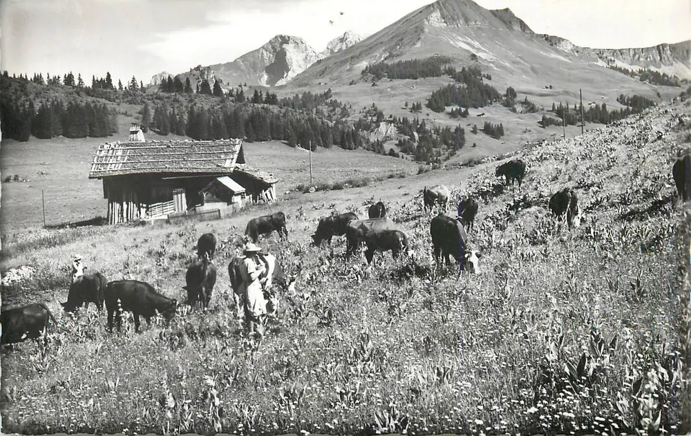 Alpine Landschaft mit Schäfer und Herde — unbekannter Verlag - Vorderseite