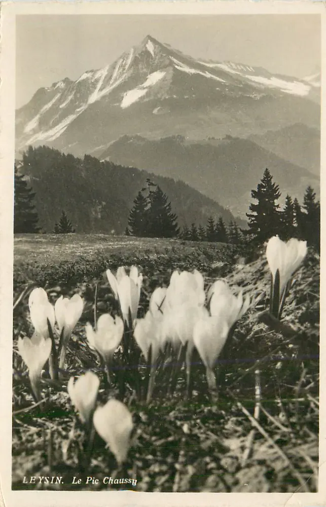 Leysin. O Pic Chaussy — vista de crocus em flor diante de um cume nevado - Frente