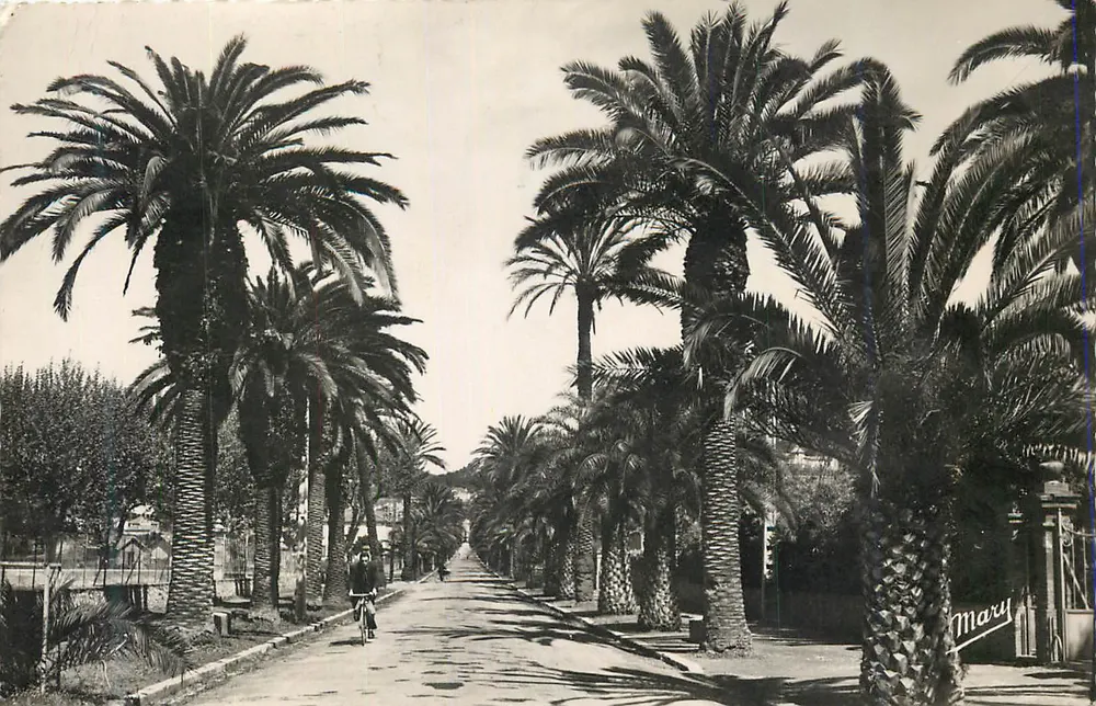 Avenida dos Palmeiras — vista panorâmica — editor Mary - Frente