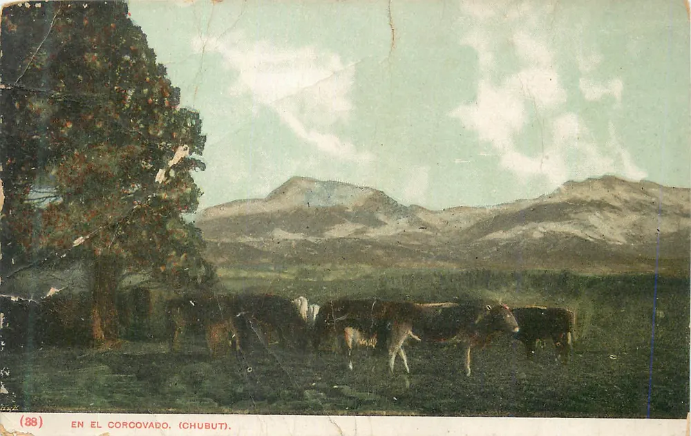 Corcovado — paysage avec vaches — éditeur non visible, n° de série (88) - Frente