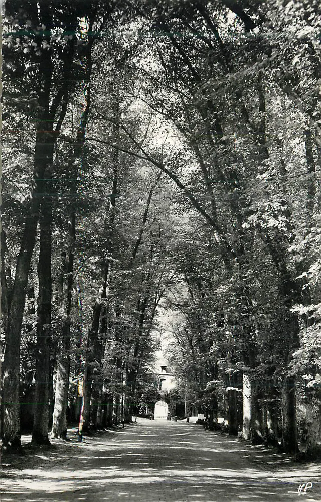 Avenida arborizada — vista para um portão — editor H.P. n°44 - Frente