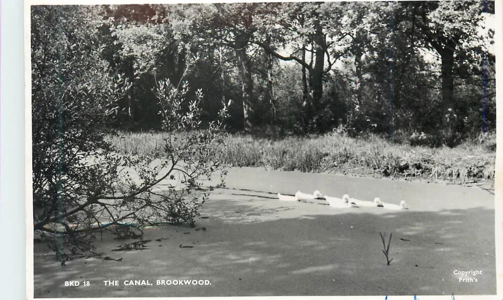 O canal, Brookwood — vista com patos — Frith's, série BKD 18 - Frente