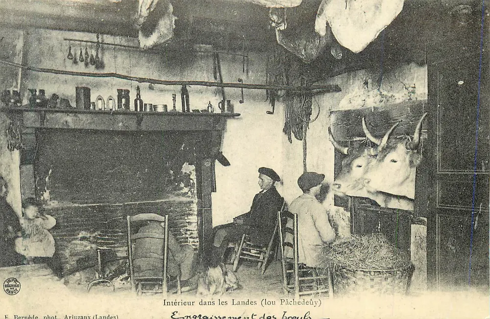 Interior nas Landas (lou Pâchedeûy) — Engorda dos touros — E. Bernáde, fot. Ariuzaux (Landas) - Frente