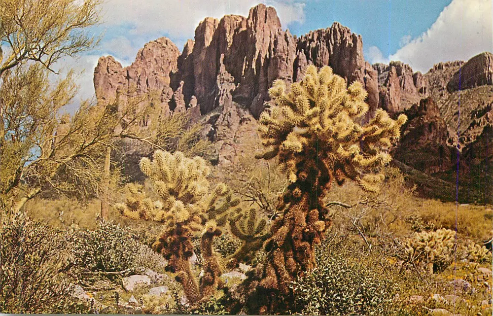 Cholla-Kaktus in Blüte — Wüstenlandschaft mit felsigen Klippen — Verlag nicht identifizierbar - Vorderseite