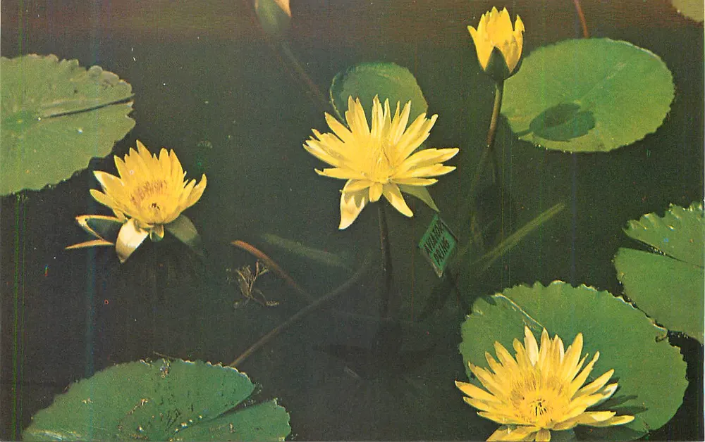 Gelbe Wasserlilien — Verlag: AMERICAN PLANTS - Vorderseite