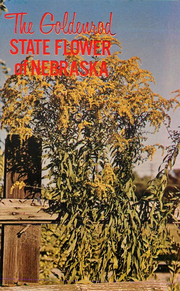 The Goldenrod — Staatsblume von Nebraska - Vorderseite