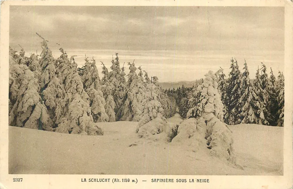 Die Schlucht (Höhe 1159 m.) — Tannenhain unter Schnee - Vorderseite