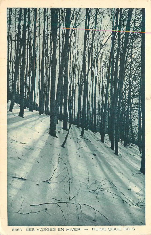 Die Vosges im Winter — Schnee unter den Bäumen — unbekannter Verleger, Nr. 5569 - Vorderseite