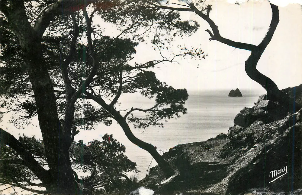 Ansicht der See durch Kiefern — Mary - Vorderseite