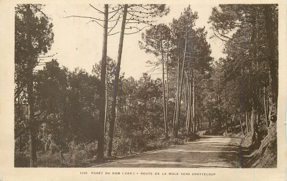 Floresta do Dom (Var) — Estrada da Mole em direção a Gratteloup - Frente