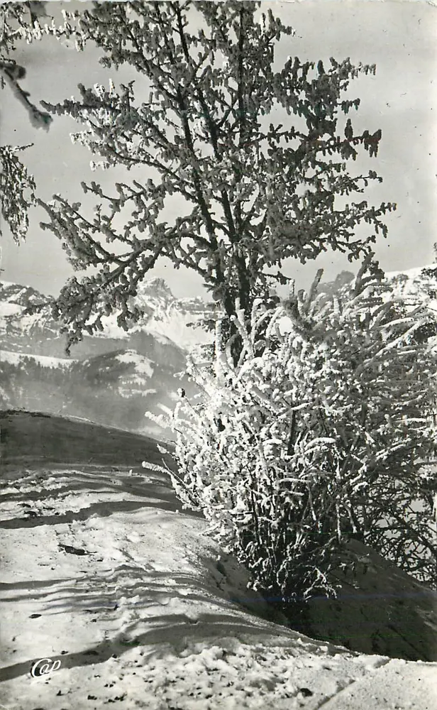 Schneeverdeckter Baum am Gipfel — Alpenblick — Verlag CAP - Vorderseite