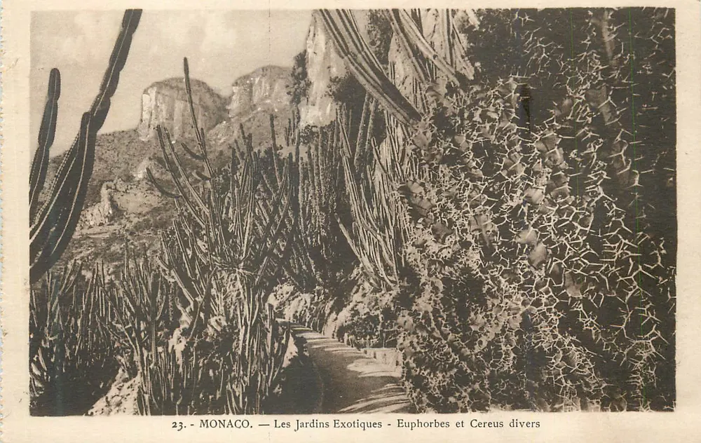 Monaco — Die exotischen Gärten — Euphorbias und Cereus-Varianten - Vorderseite