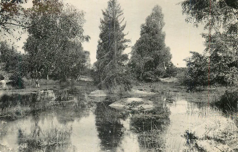 Waldlandschaft mit Teich — Verlag nicht identifizierbar - Vorderseite