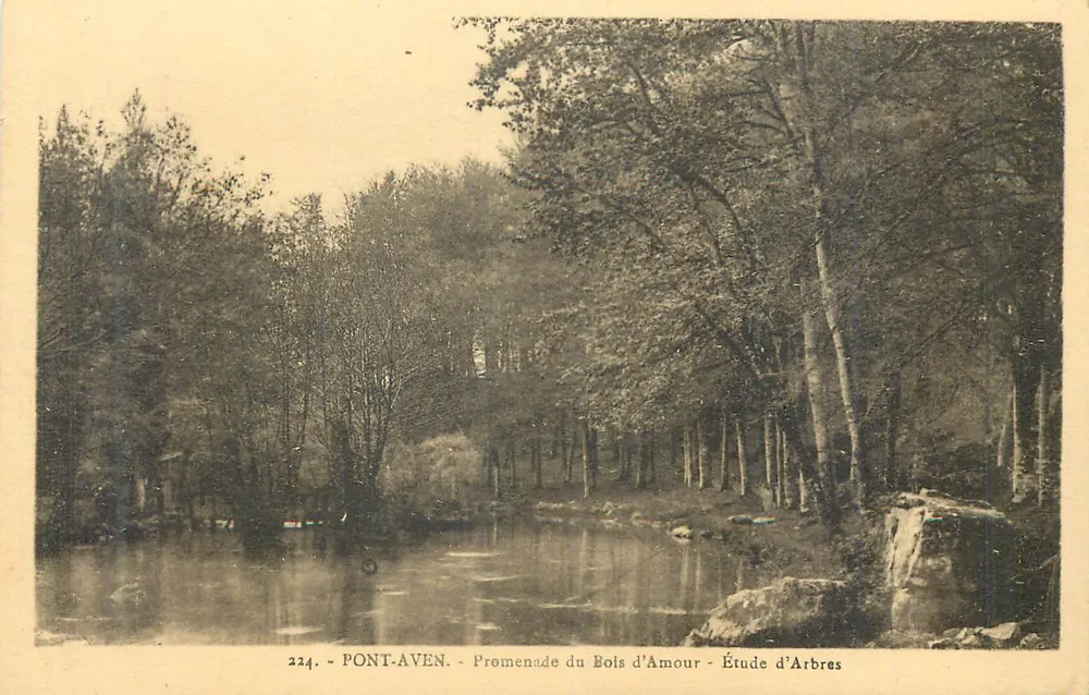 Pont-Aven - Promenade du Bois d'Amour - Baumstudie - Vorderseite