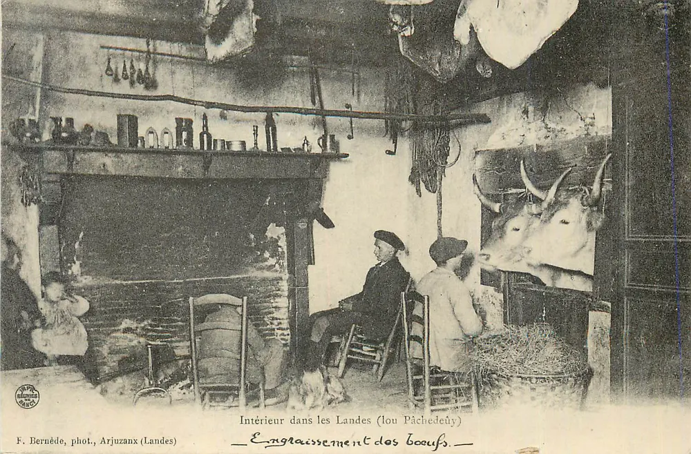 Innenraum in den Landes (Lou Pâchedeûy) — Fütterung der Rinder — F. Bernéde, Foto, Arjuzanx (Landes) - Vorderseite