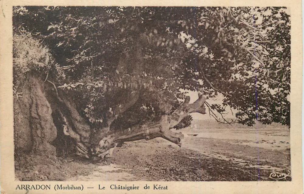 Arradon (Morbihan) — Dąb Kérat - Awers