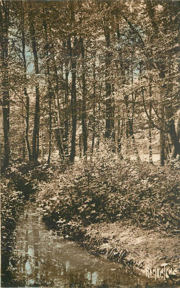 Wald — Fluss — Fotografie von RAGUNTCHE - Vorderseite
