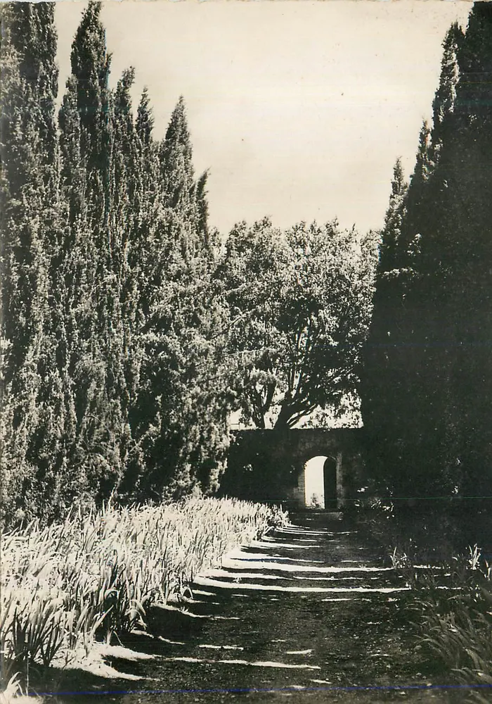 Allée de cyprès menant à un portail — vue de jardin — éditeur non identifié - Recto