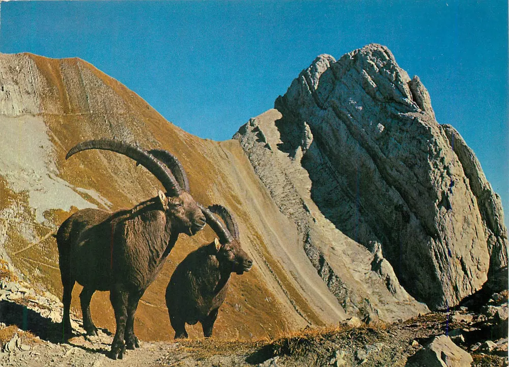 Gigantes das Alpes — dois bighorn em montanha — editor não visível - Frente