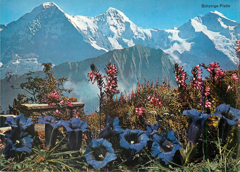 शाइनिगे प्लैटे — एल्पीयन दृश्य साथ फूल — एडिटर अदृश्य - आगे