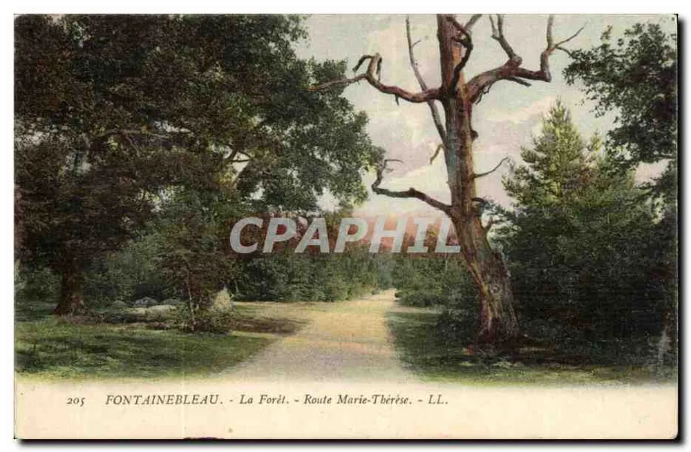 Fontainebleau - Die Forêt - Route Marie-Thérèse - LL. - n°205 - Vorderseite