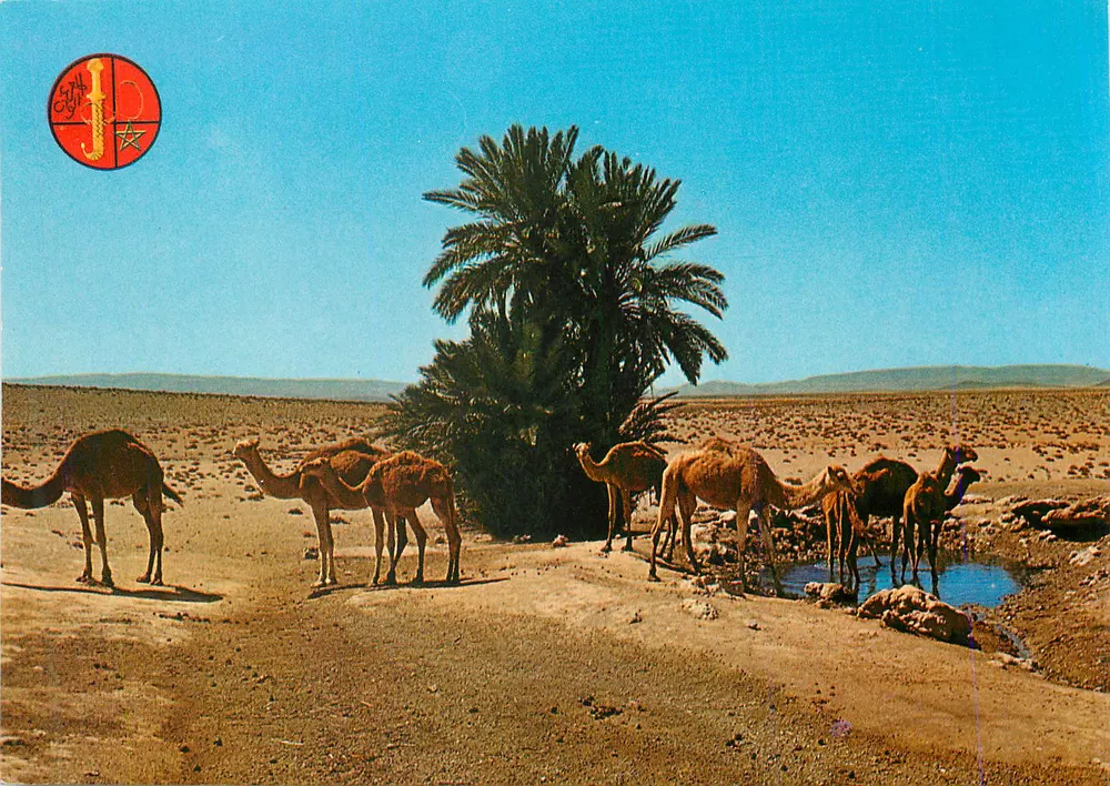 Camellos perto de um poço — Marrocos — editor J.D. (série 1970) - Frente