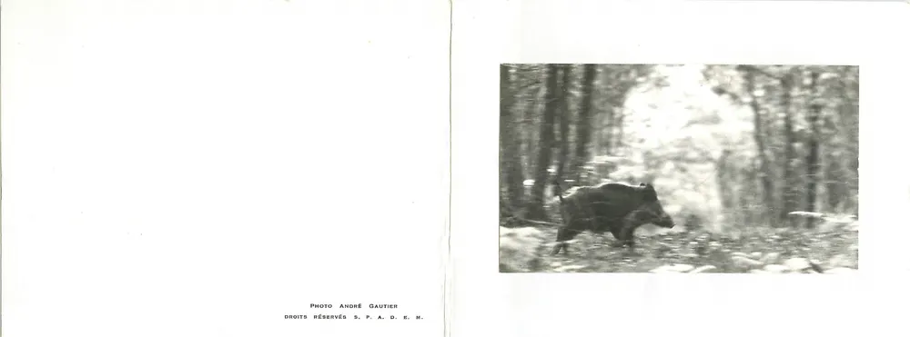 Bisonte na floresta — Foto André Gautier — direitos reservados S.P.A.D.E.M. - Frente