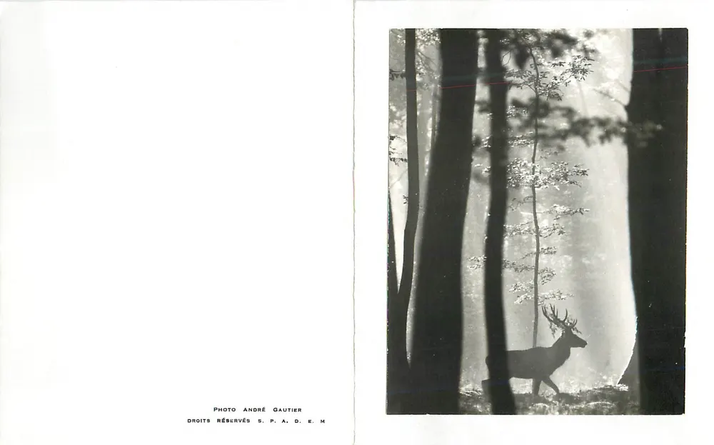 Cervo na floresta — fotografia em preto e branco — André Gautier - Frente