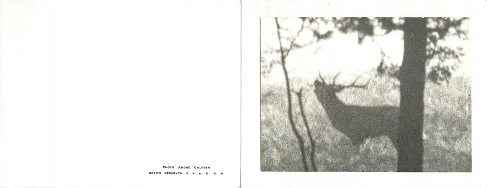 Cervo na floresta — Foto André Gautier — Direitos reservados S.P.A.D.E.H. - Frente