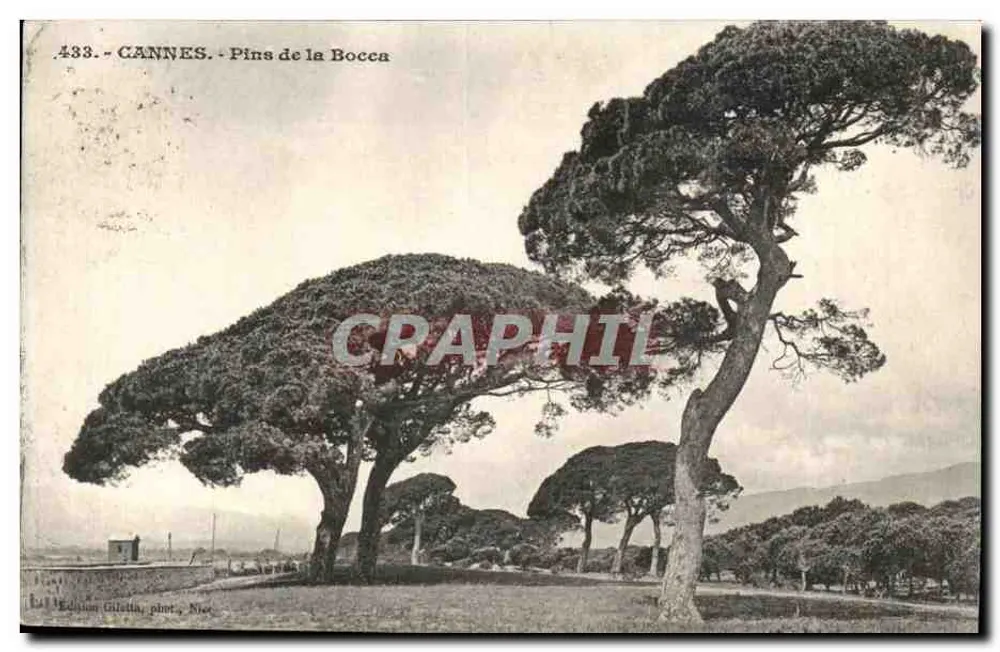 CANNES - Pins de la Bocca — Edição Giletta, n°433 - Frente