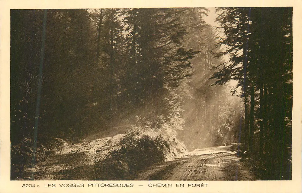 Os Vosges pitorescos — Caminho na floresta — 5204c - Frente