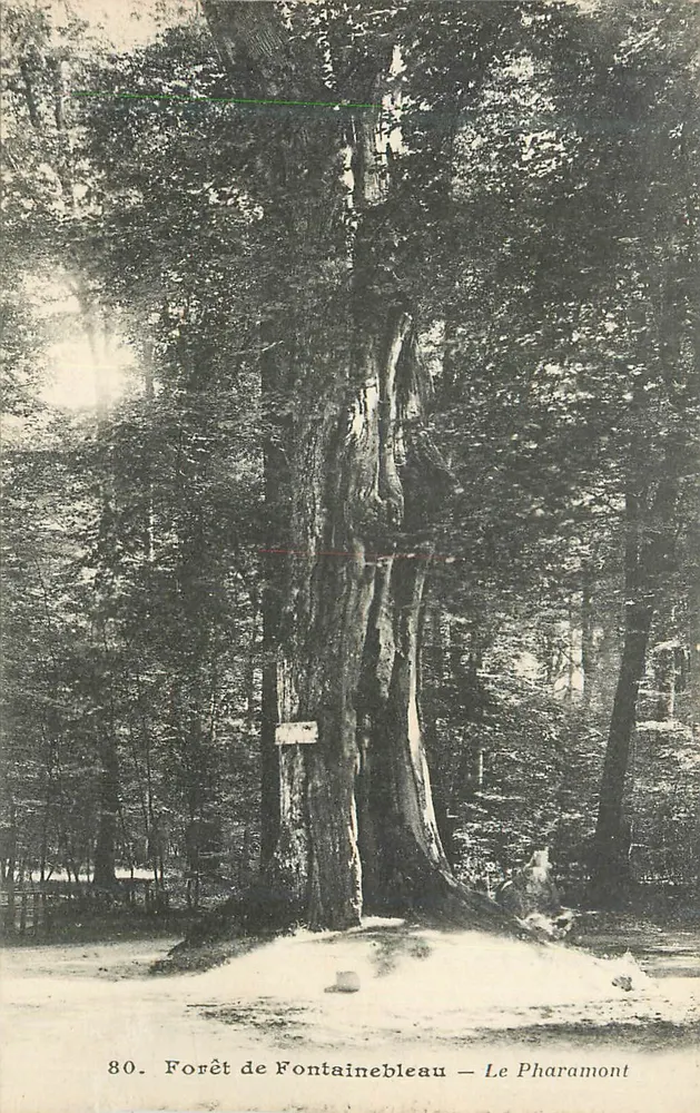 Floresta de Fontainebleau — Le Pharamont — Editor não identificado, n° 80 - Frente
