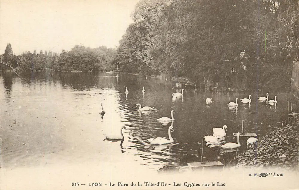 LYON - Der Park der Tête-d'Or - Die Schwäne am See — S.F. Lux, Nr. 317 - Vorderseite