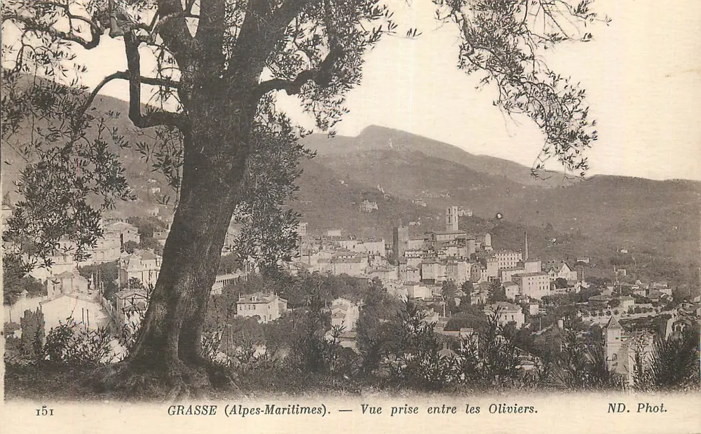 Grasse (Alpes-Maritimes) — Ansicht zwischen den Olivenbäumen — ND. Phot. - Vorderseite