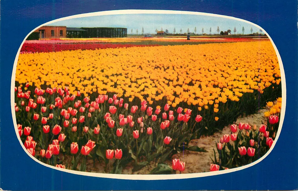 Campo de tulipas — Países Baixos — editor não visível - Frente
