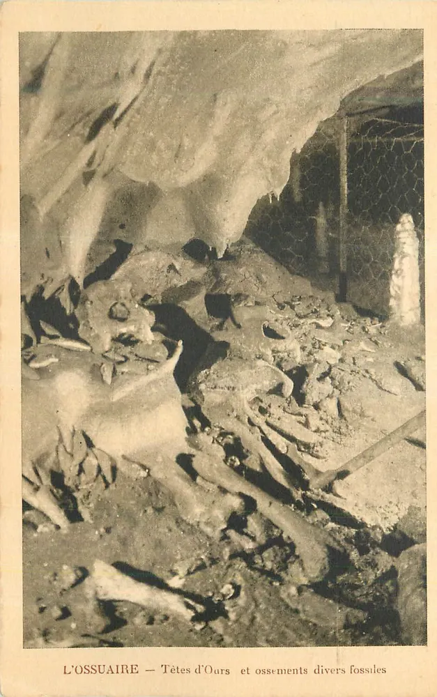Der Knochenkeller — Bärenköpfe und verschiedene fossile Knochen - Vorderseite
