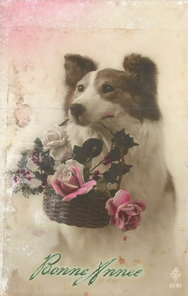 Cachorro com cesta de rosas — Boa Ano — S191 - Frente
