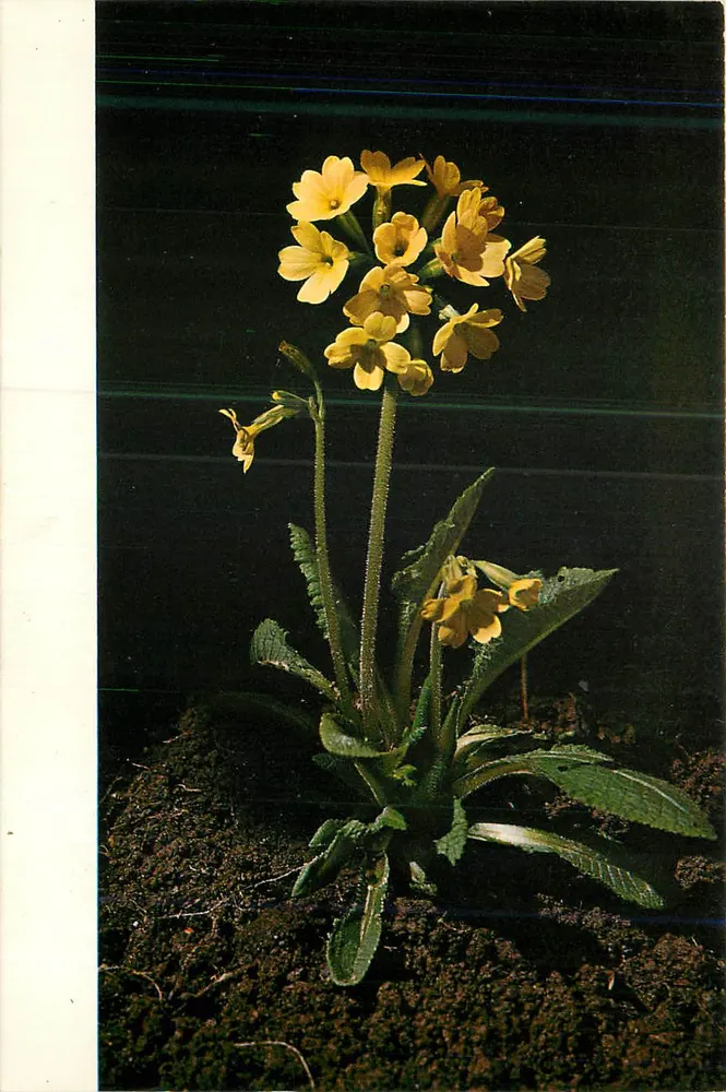 Primavera amarela — flor silvestre — editor não visível - Frente