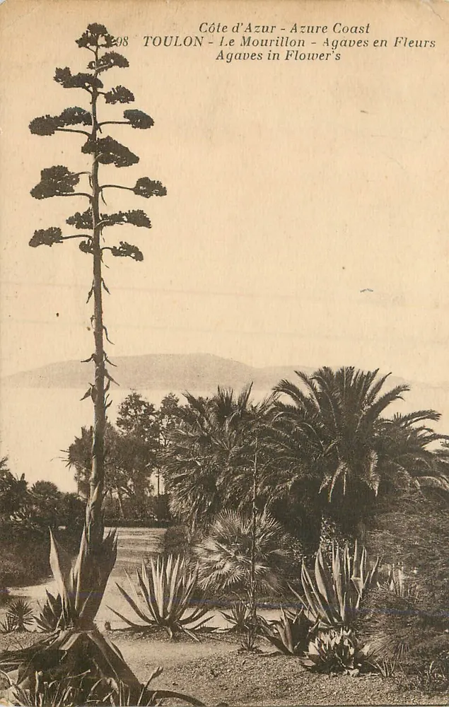 Agaven in Blüte — Toulon - Côte d'Azur — n°298 - Vorderseite