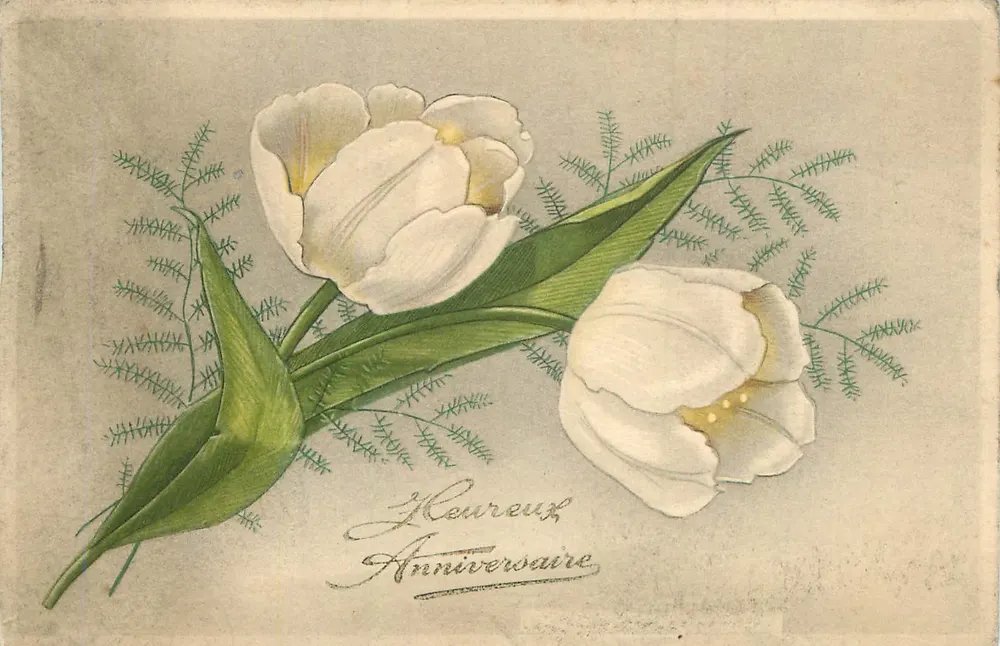Tulipas brancas — Parabéns de aniversário — Carte postale ancienne - Frente