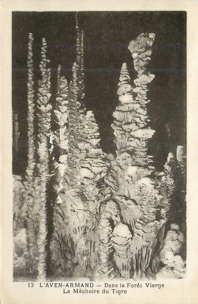 L'Aven-Armand — Das Kiefer des Tigers — In der Urwald - Vorderseite