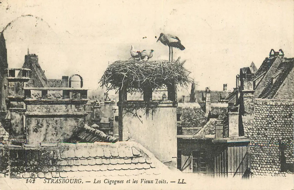 Strasbourg — Die Störche und die alten Dächer — LL, n° 142 - Vorderseite