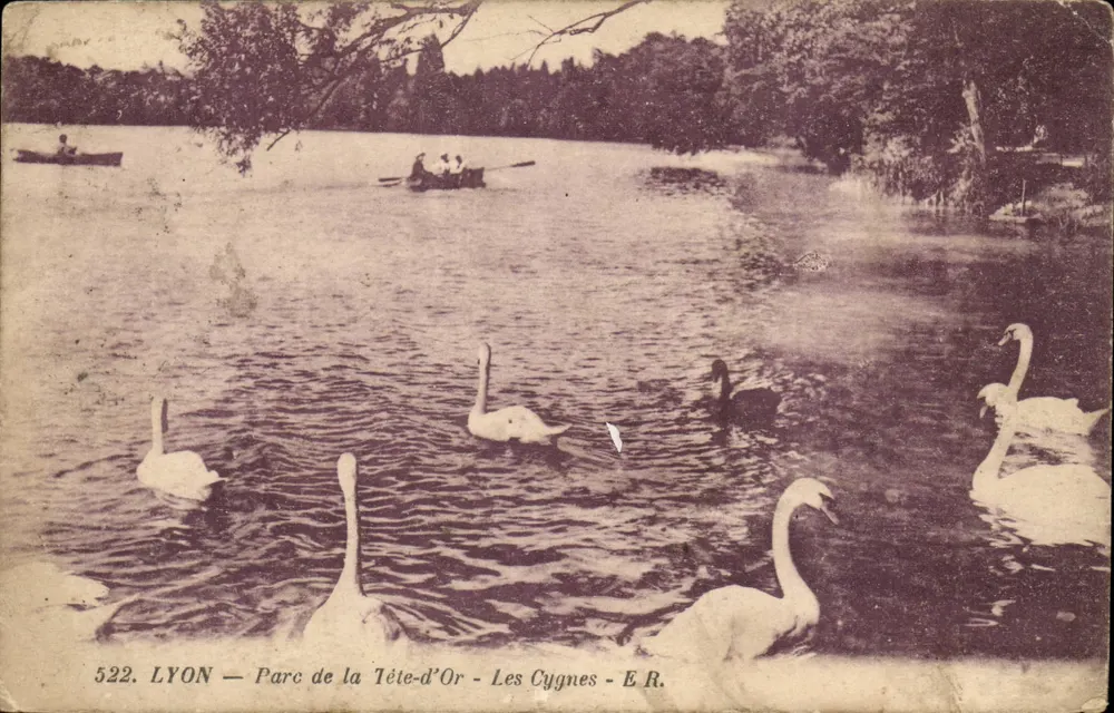 LYON — Parc de la Tête-d'Or — Die Schwäne — E.R. - Vorderseite