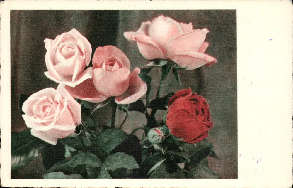 Rosen — Rosenstrauß aus rosa Rosen und eine rote Rose — Verlag nicht sichtbar - Vorderseite