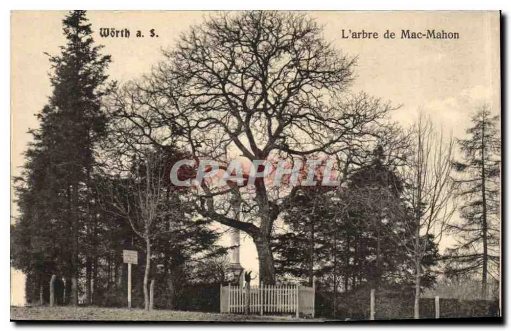 Wörth a. S. — Het boom van Mac-Mahon — Verlag A. Levy - Voorkant