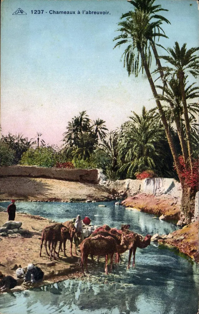 Kamele am Brunnen — Éditeur Alsacienne des Arts Photomécaniques, n° 1237 - Vorderseite