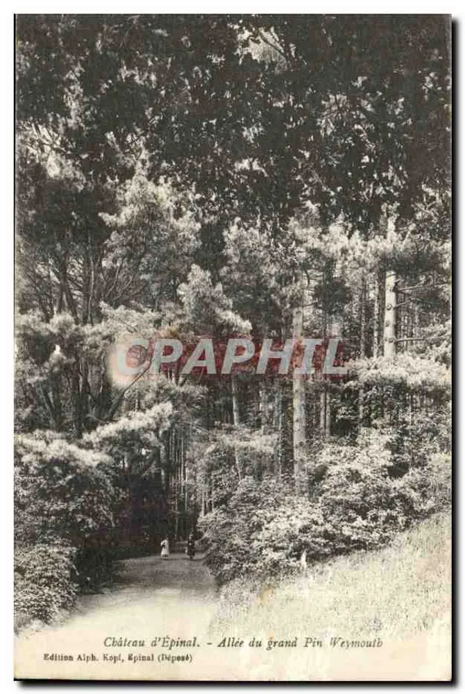 Schloss Épinal — Allée du grand Pin Weymouth — Edition Alph. Kopi, Épinal (Deposé) - Vorderseite