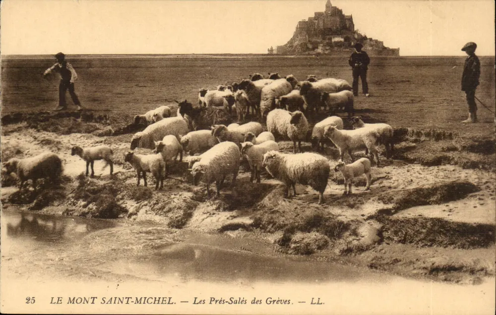 Mont Saint-Michel — Die Salzweiden der Grèves — LL. — Nr. 25 - Vorderseite
